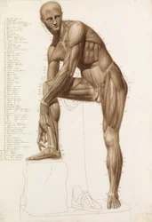 Anatomisk studie: mänsklig muskulatur i Praxiteles ställning" "Hermes fäster sin sandal"