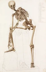 Anatomisk studie: det mänskliga skelettet, i Praxiteles pose" "Hermes fäster sin sandal"