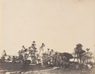 Studie av palmer, Nilens stränder, Kalabschi, 1853-54.
