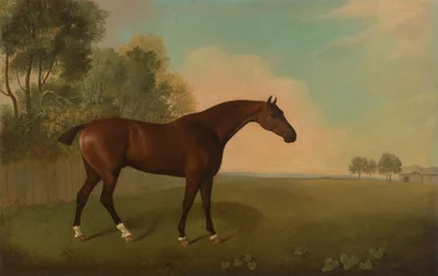 En Bay Horse in a Field