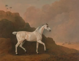 En grå arabisk hingst i ett ökenlandskap