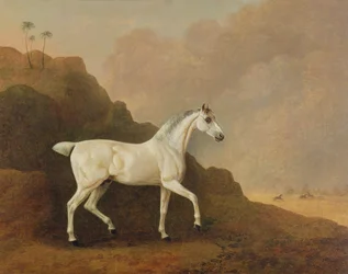 En grå arabisk hingst i ett ökenlandskap