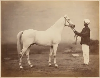Generallöjtnant Sir Frederick Sleigh Roberts häst, "Vonolel", 1885 ca.