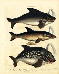 Delfinarter - tumlare och späckhuggare
