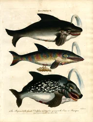 Delfiner (Delphinus)