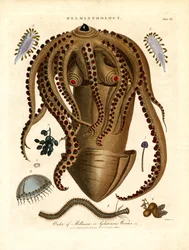 Helminthology;Plate III - Ordning av blötdjur eller gelatinösa maskar