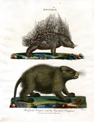Hystrix (piggsvin)
