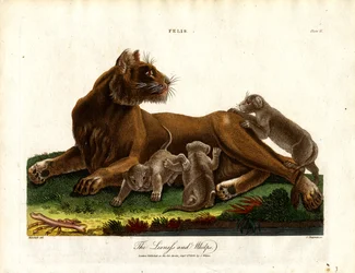 Lejonhona och lejonungar (Felis;Plate II)