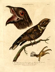 Nattskärra (Caprimulgus)