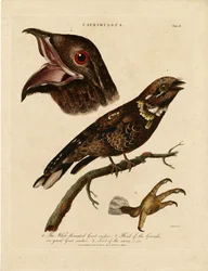 Nattskärror (Caprimulgus)