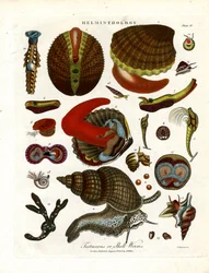 Testaceous eller skalmaskar