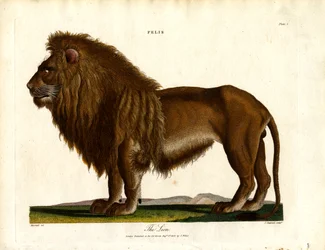 Lejonet (Felis; plansch I)