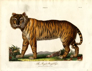 Den kungliga bengaliska tigern (Felis Tigris)