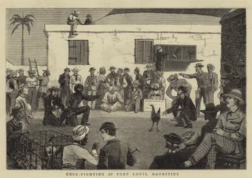 Tuppkamper i Port Louis, Mauritius