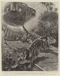 Tigers on the Line, en incident i en resa på East Indian Railway