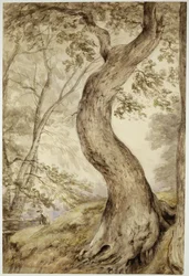 Tree at Helmingham, ca 1800 (akvarell på papper)