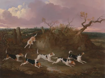 Beagles i full gråt