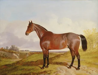 Studie av en brun jakthäst i ett landskap, 1854
