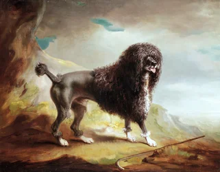 En klippt vattenspaniel (olja på duk)