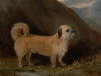 En Dandie Dinmont Terrier