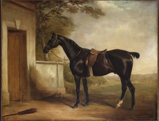 Porträtt av Buckle, First Lord Cheshams Hunter, 1836