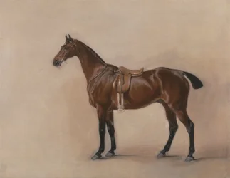 Studie av en Saddled Bay Hunter
