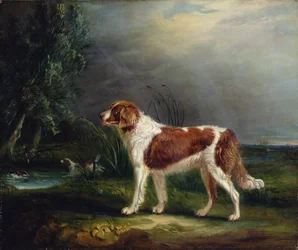 Två spaniels vid en bäck, en som sätter upp gräsand