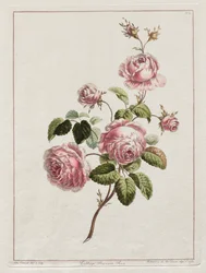 En samling av blommor ritade efter naturen - Cabbage Province Rose