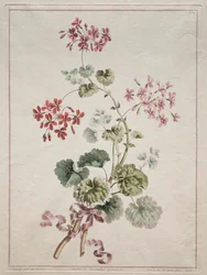 En samling blommor från naturen: nr 6 - Scarlet and Variegated Pelargon, 1801.