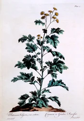 Common or Garden Feverfew, illustration från 