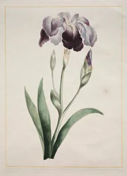 Japansk iris (stor blå iris)