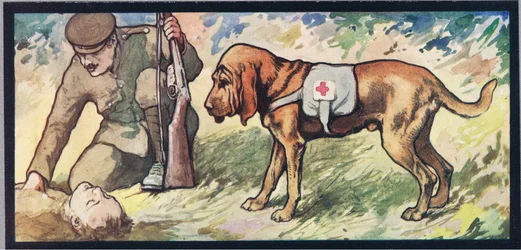 Ambuland bloodhound, illustration från "Hjälparna utan händer" av Gladys Davidson, publicerad 1919 (färg litho)