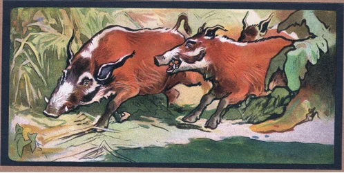 Svinhjort