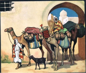 Camel Train, illustration från "Pads, Paws and Claws"