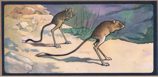 Jerboa