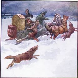 Min följeslagare stack kallt sin ena arm i munnen på en varg (färg litho)