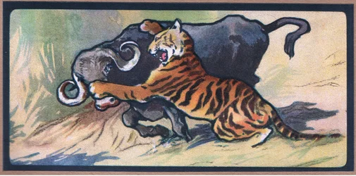 Tiger och Buffalo