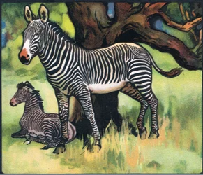 Zebror, illustration från "Pads, Paws and Claws" av P. Pycraft