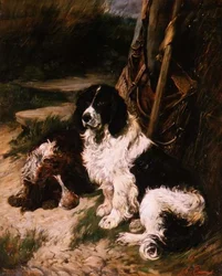 Brun och vit och svartvit spaniel