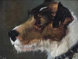 Huvud av en grovhårig terrier