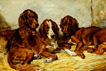 Shot and his Friends - Three Irish Red and White Setters, 1876