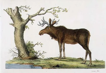 Cervus Alces (älg) (lito)