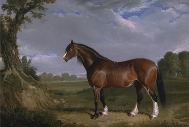 En Clydesdale-hingst