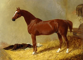 A Bay Racehorse in a Stall, 1843