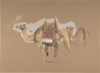 Två kameler, ca. 1843.