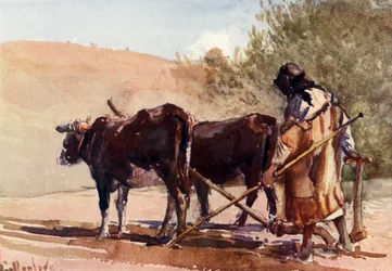 Plöjning på Olivberget, 1902.