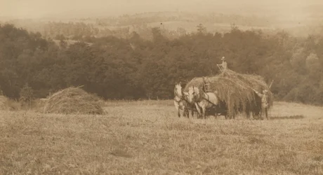 Lastning av hö,1890-1900 (foto)