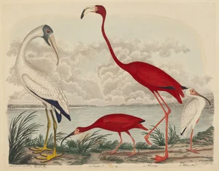 Wood Ibis, Scarlet Ibis, Flamingo och White Ibis
