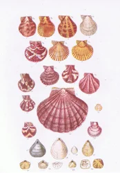 British Scallops, Nature in Britain publicerad av Collins, 1946