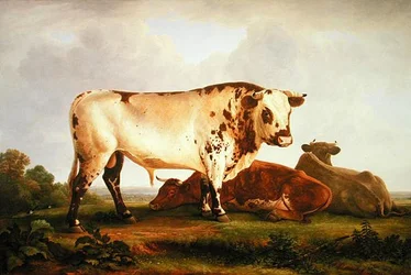 Bull (olja på duk)